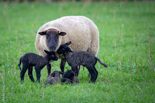 Fotografía A suffolk ewe has just given birth to four black lambs in a grassy field