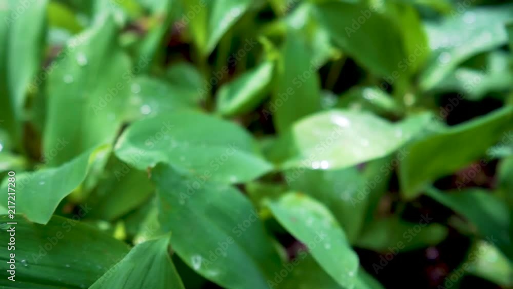 This is a panning close up shot of Finnish nature after rain.Lot`s of rain drops and green colors. This is a panning close up shot of Finnish nature after rain.Lot`s of rain drops and green colors.