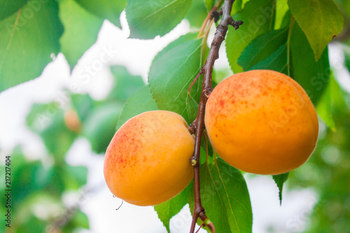 Apricot fruit on a tree branch in a garden, nature background