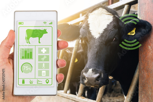 Smartphone app reading dairy cows data tag agritech concept