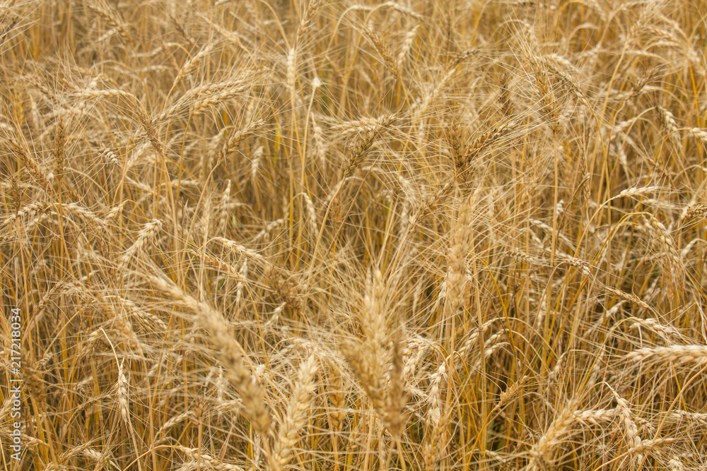 Wheat plants close up, wheat herbs growing in the field Wheat plants close up, wheat herbs growing in the field