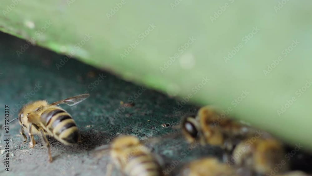 Slow motion close up shot of a bee swarm at a beehive Slow motion close up shot of a bee swarm at a beehive
