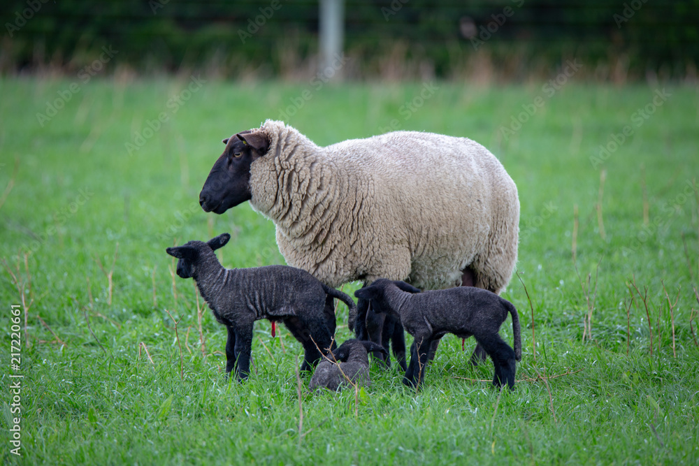 A Suffolk ewe with four black lambs in a grassy farm field A Suffolk ewe with four black lambs in a grassy farm field