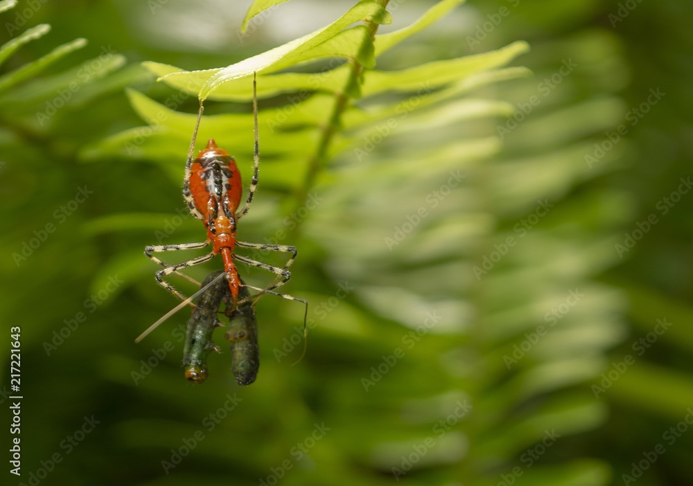 Assassin Bug is catching the worm. Assassin Bug is catching the worm.