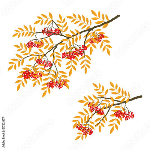 Rowan branches on a white background. Red berries with yellow leaves. Vector illustration