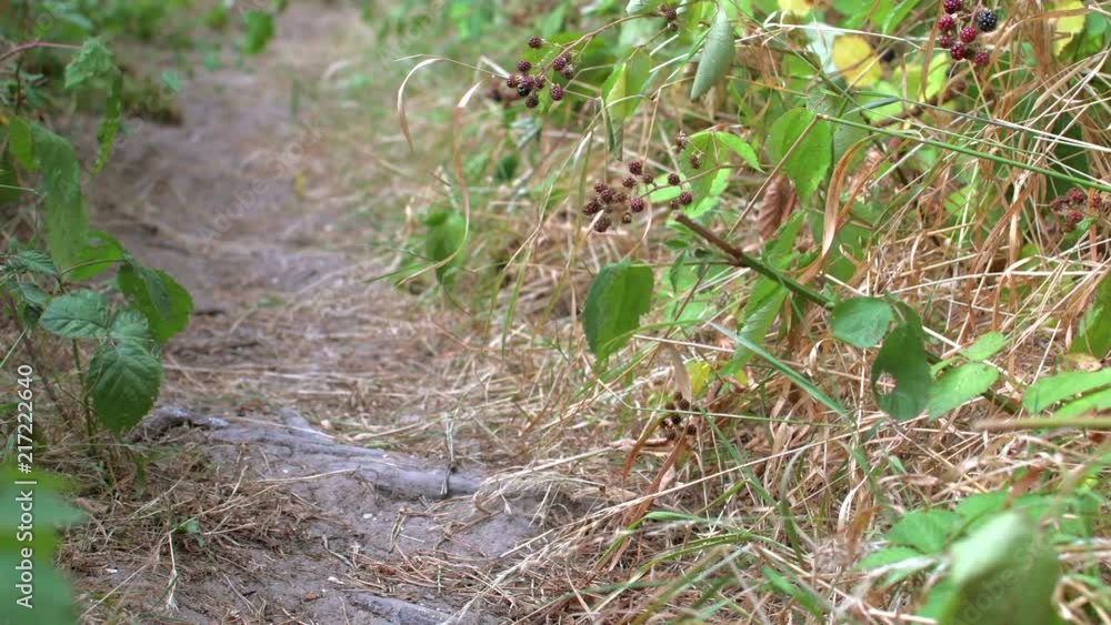 Hiker walking along country path with brambles Hiker walking along country path with brambles