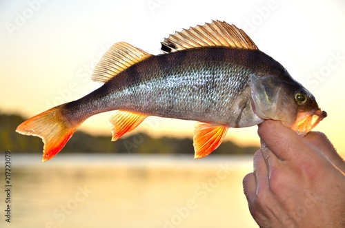 A perch in the hand at the river sunset, in the summer.