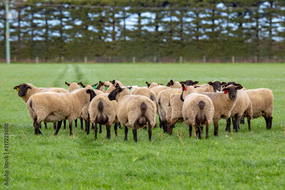 Fototapeta premium A flock of pregnant black faced suffolk ewes in a grassy field 