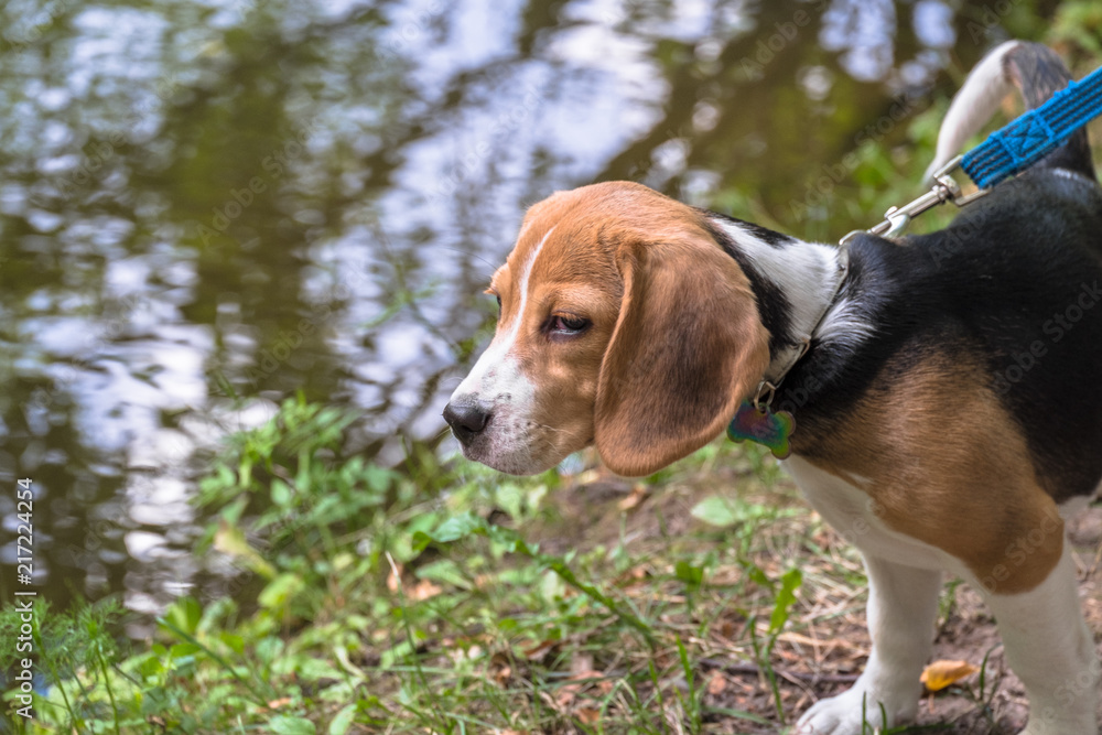 A curious puppy watching a peaceful summer landscape. Tricolor Beagle puppy on a walk along the pond in the city Park.