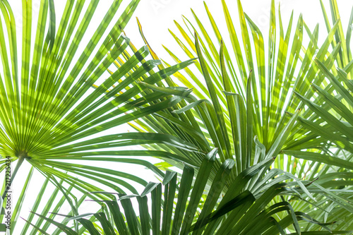 Fototapeta Naklejka Na Ścianę i Meble -  closeup palm tree leaf