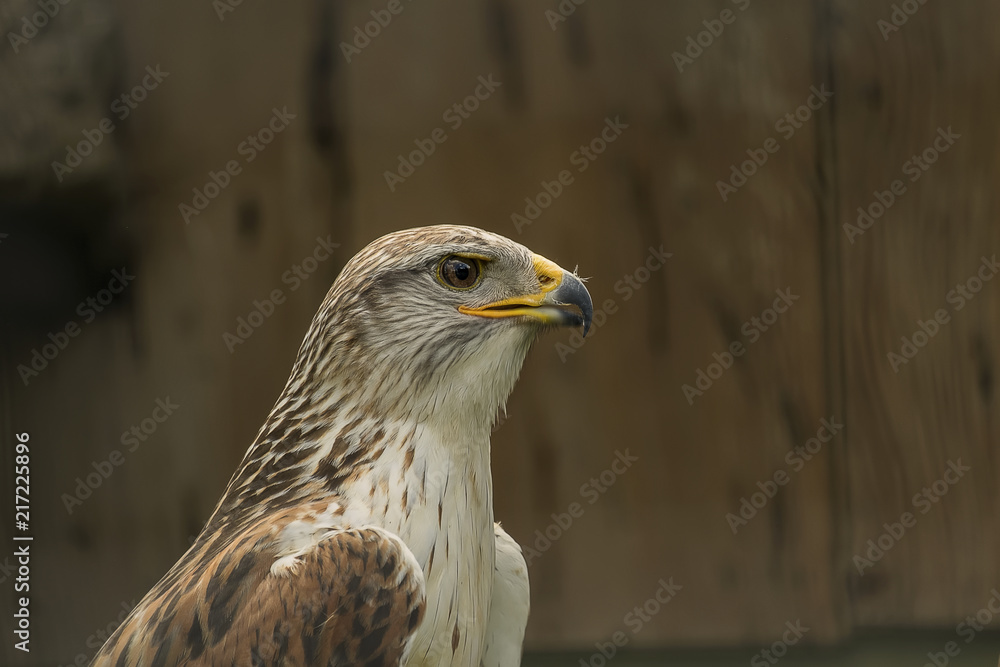 Hawk Hawk