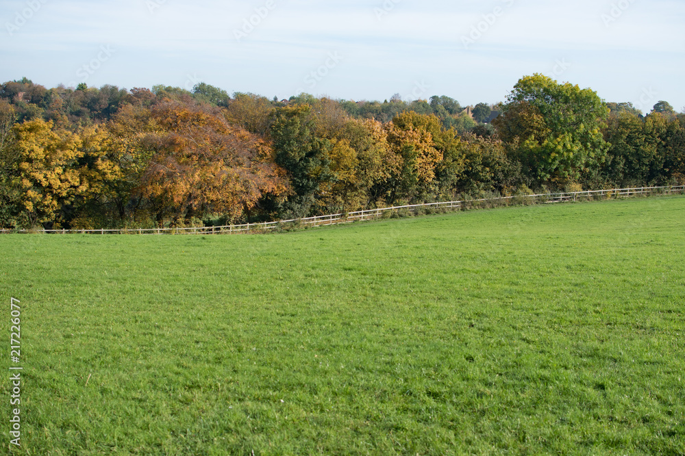 Fototapeta premium Autumn Field