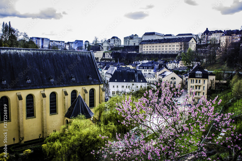 Cherry Blossom Tree in Bloom for Spring next to the St. Michel Catholic Church in the Village of Grund in Luxembourg City, Luxembourg