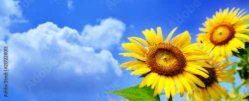 Sunflowers under blue sky