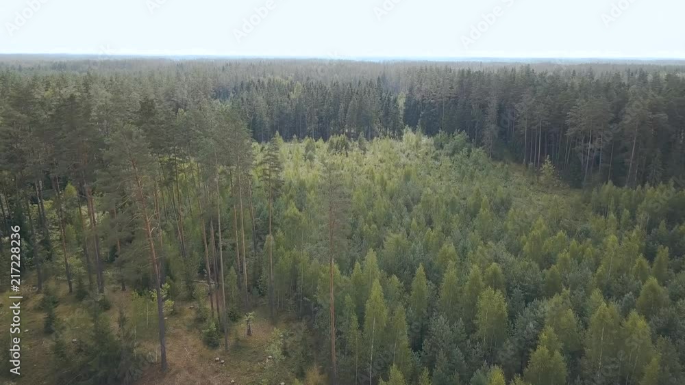 Aerial shot of mixed woodland Aerial shot of mixed woodland