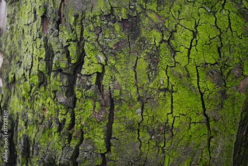 Árbol textura verde