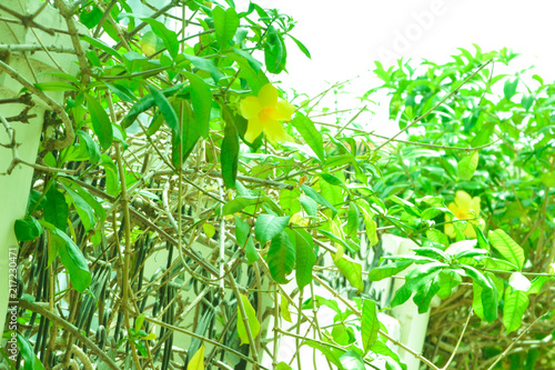 Obraz na plátne Plantes et fleurs