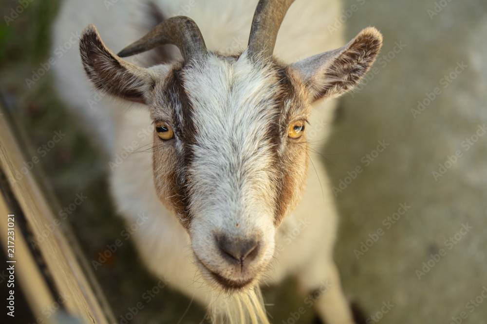 pygmi goat is staring at you pygmi goat is staring at you