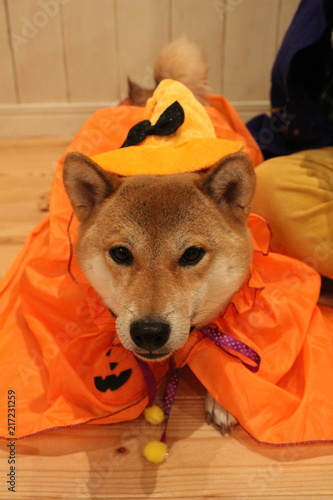 仮装柴犬