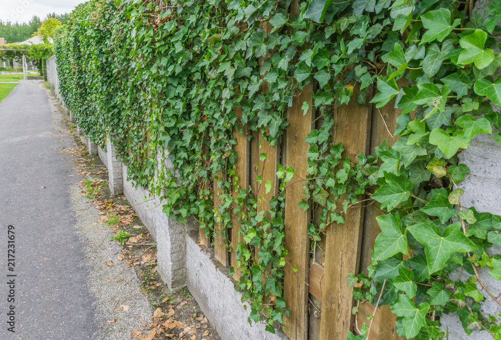 ivy growing on the wall and fence palisade ivy growing on the wall and fence palisade