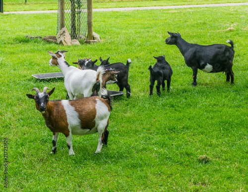 big and small goats on the pasture
