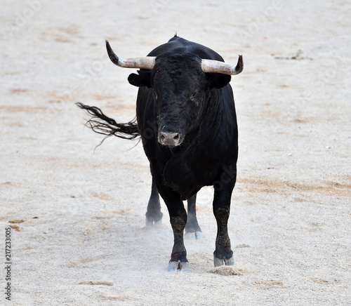 black bull in spain