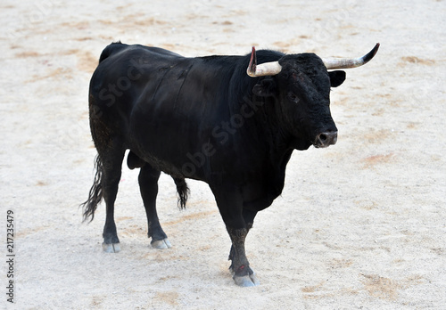 toro negro español