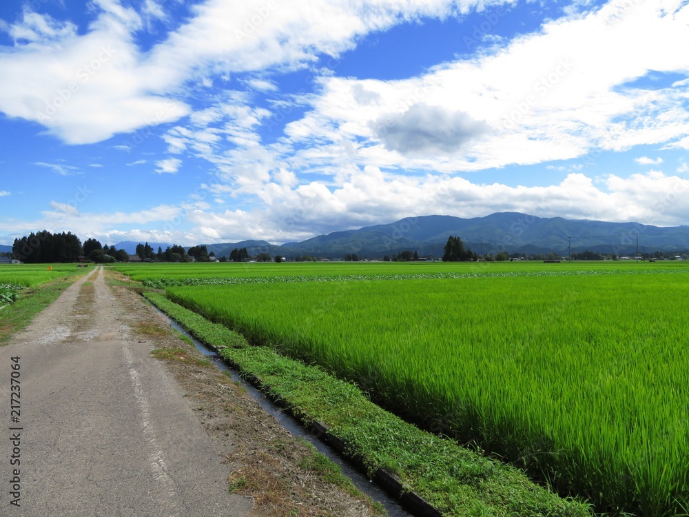 夏の水田　青空　秋田県　8月