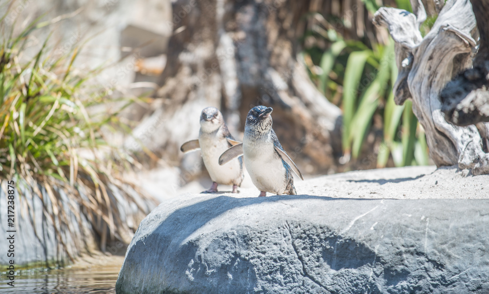 Fototapeta premium The Fairy penguin (or Blue penguin) in National aquarium of New Zealand. This species is the smallest penguin in the world.
