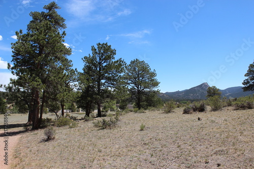 Birch Cabin Ruins