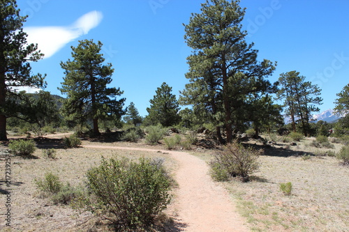 Birch Cabin Ruins