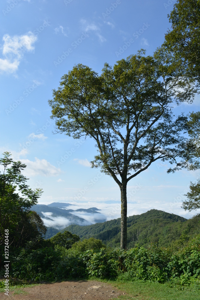 Obraz premium Lone tree in blue sky