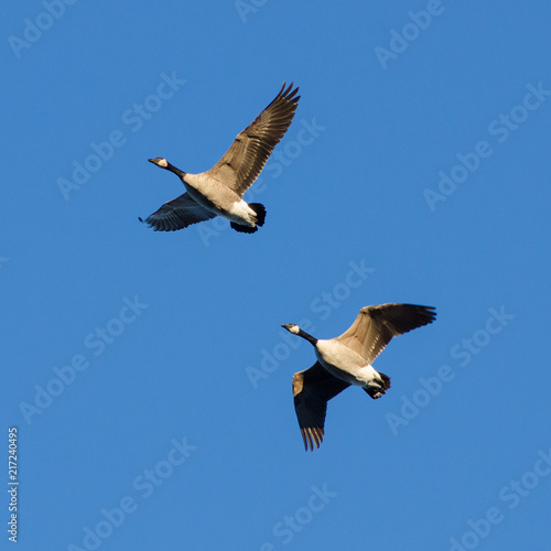 flying canada geese pair