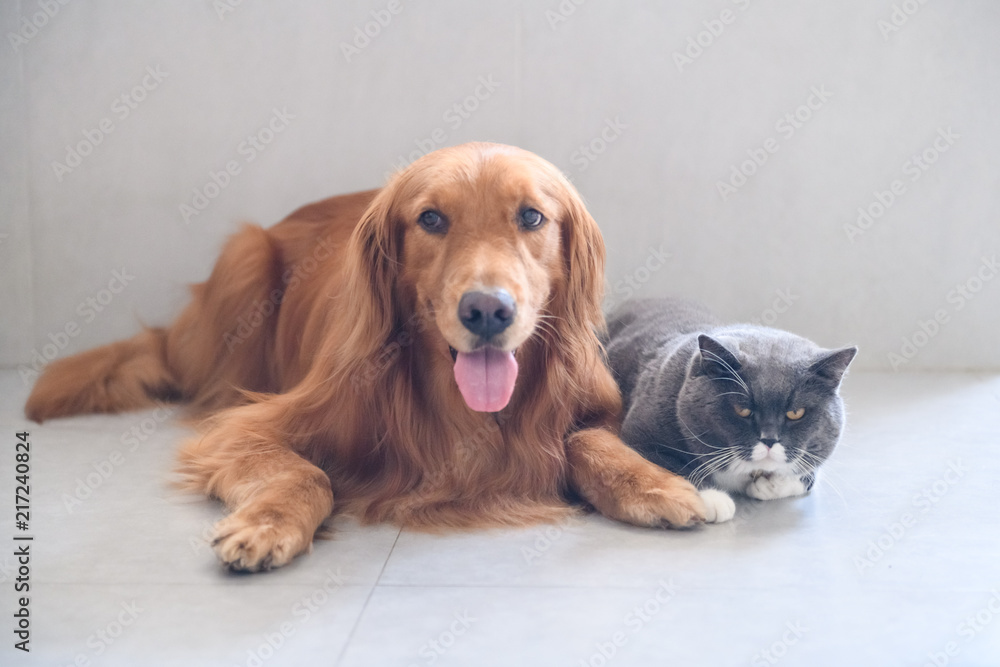 British short hair cat and golden retriever