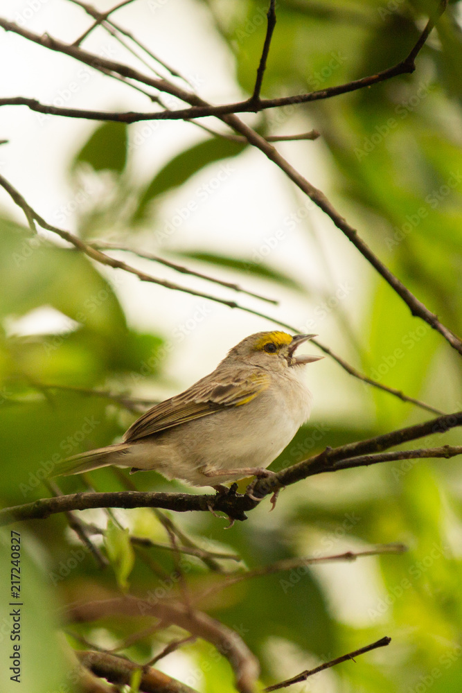Fototapeta premium Ammodramus aurifrons