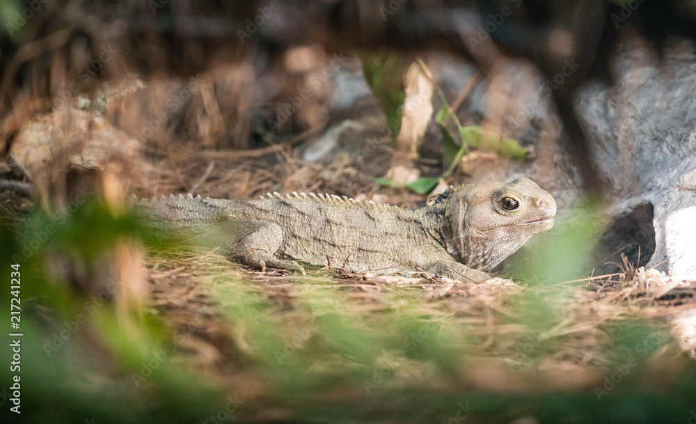 Naklejka premium Tuatara is the reptiles found only in New Zealand. They are the last survivors of an order of reptiles that thrived in the age of the dinosaurs. 