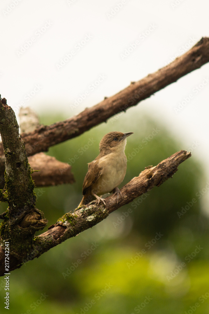 phacellodomus rufifrons phacellodomus rufifrons