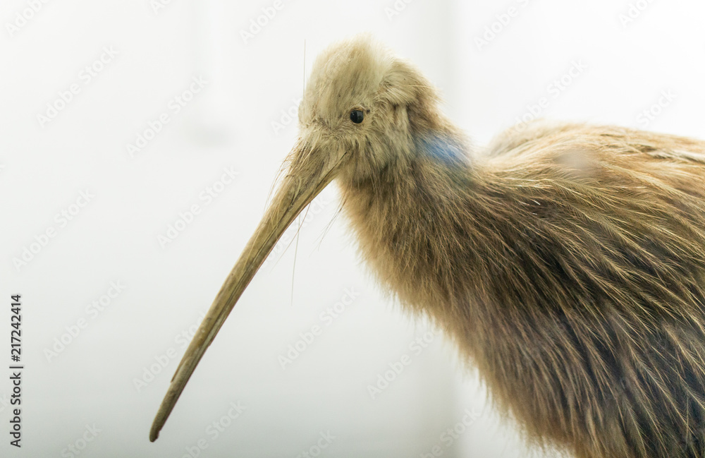 Cropped shot of Stuffed Kiwi bird the national symbol animal of New Zealand.  Stock Photo | Adobe Stock