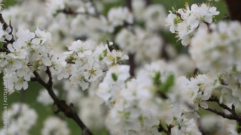 Rack focus through tree branches full of blossoms Rack focus through tree branches full of blossoms