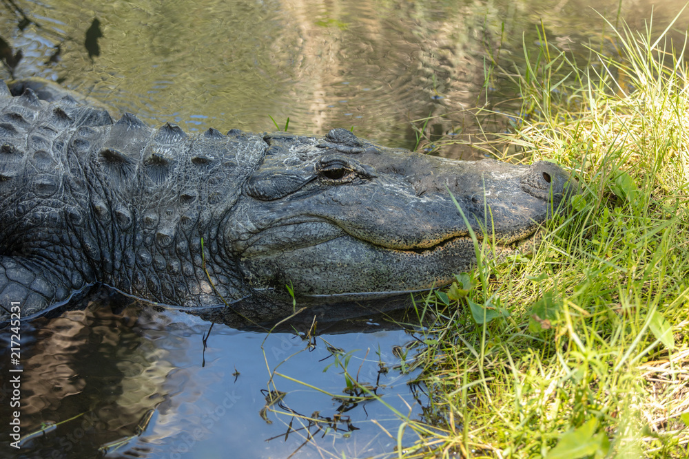 massive alligator is digesting prey on the banks of the wetlands massive alligator is digesting prey on the banks of the wetlands