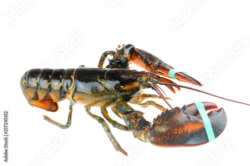 single alive raw lobster isolated on white background