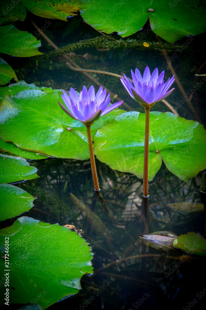 Purple/Blue Water Lilies in Wiamea Valley, Hawaii Purple/Blue Water Lilies in Wiamea Valley, Hawaii
