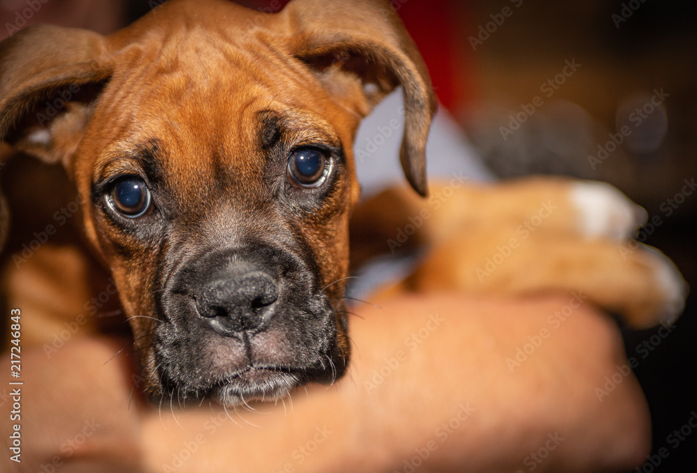 Boxer Puppy being held