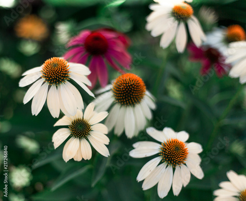 Echinacea in bloom