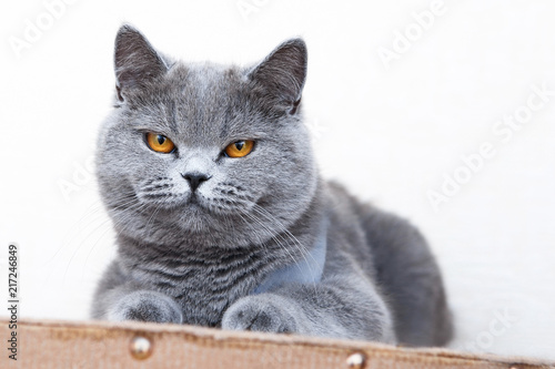 British shorthair cat portrait, beautiful kitty sitting and looking