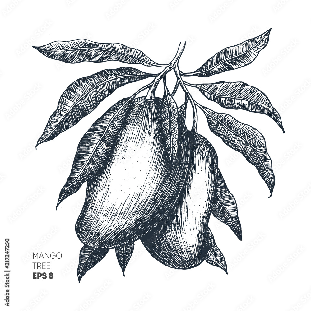 Mango tree Customizable Cartoon Illustrations | Bro Style-saigonsouth.com.vn