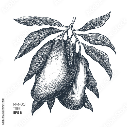 Mango tree vintage illustration. Botanical mango fruit illustration. Engraved mango. Vector illustration