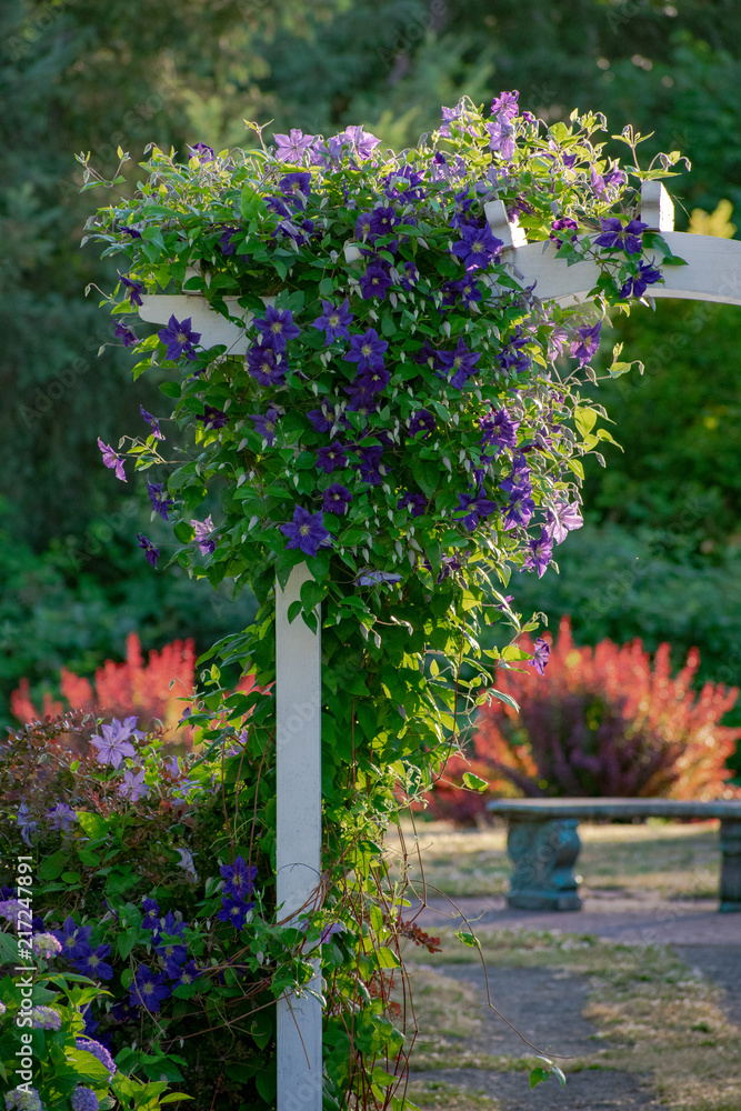 Purple arbor Purple arbor
