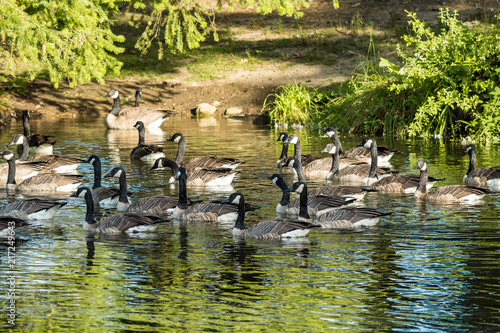 group of Canada geese swimming in the pond in the park