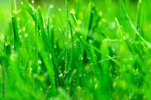 Fresh green grass with dew drops closeup. Nature Background